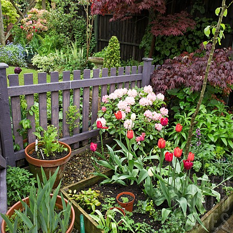 Rhododendron_Acer_Containers_cold_frame_with_Tulips