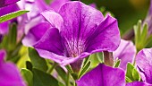 Petunia Grandiflora Purple