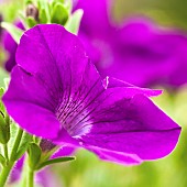 Petunia Grandiflora Purple