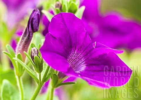 Petunia_Grandiflora_Purple