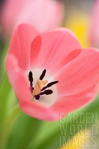 Close_up_Petals_of_Pink_Tulip_Tulipa