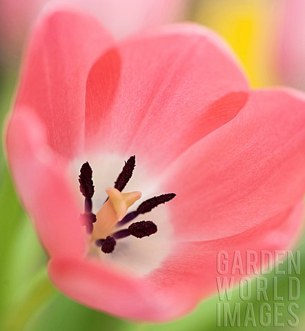 Close_up_Petals_of_Pink_Tulip_Tulipa