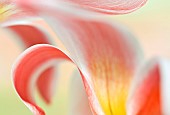 Abstract image of pink tulips