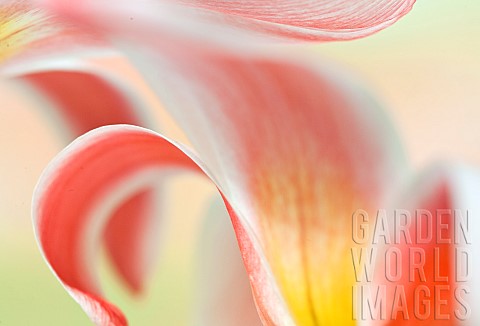 Abstract_image_of_pink_tulips