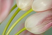 Semi abstract stems of Pale Pink Tulips