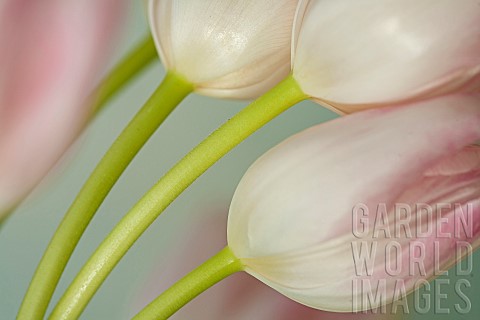 Semi_abstract_stems_of_Pale_Pink_Tulips