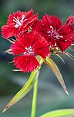 Sweet William red with white centre