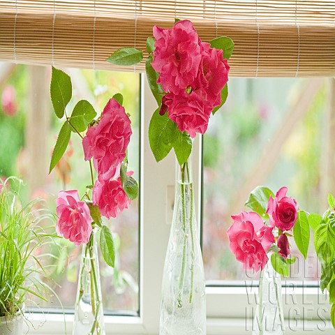 Pink_roses_in_glass_vase_on_window
