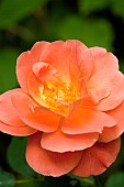 Rose Rosa peachy/pink