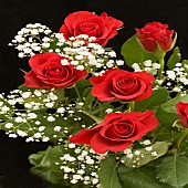 Boquet Red Roses and White Gypsophilla