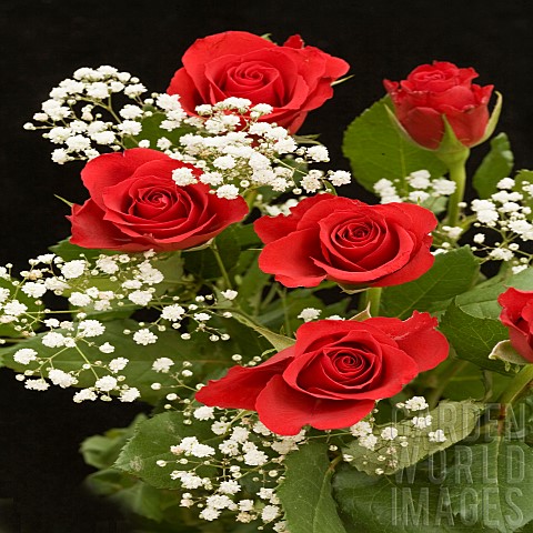 Boquet_Red_Roses_and_White_Gypsophilla