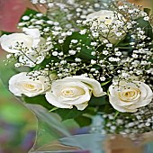 Plant Portrait white roses and gypsophilla