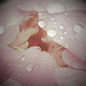 Close up Peony petals with raindrops