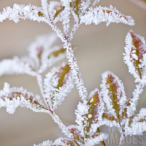 Frost_covered_leaves_in_winter