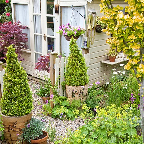 Terracotta_containers_with_pyramid_shaped_Box_Buxus_herbaceous_perennials_around_cream_picket_fence_