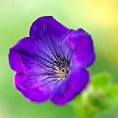 Annual, Petunia Atomic Blue