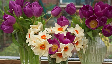 Tulips_and_Daffodils_in_vases_on_shelf_in_summerhouse