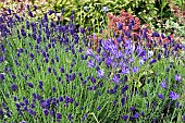 Agapanthus and Lavender flowers in summer border