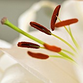 Close up Lilium Lily