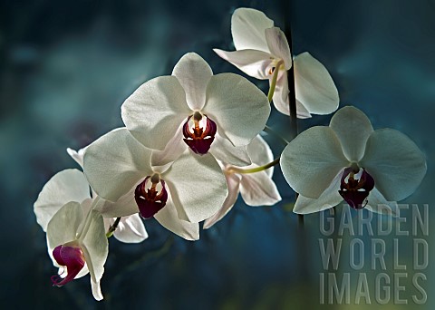 Orchid_Phalaenopsis_Happy_Girl