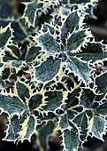 Winter frost covered Holly leaves