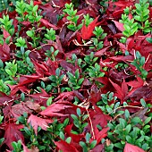 Acer leaves, among the small green leaves of Buxus Box Hedge
