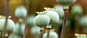 Papaver somniferum seed pods of the opium poppy.