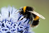 Echinops Veitch`s Blue Globe Thistle Ritro with foraging Bee