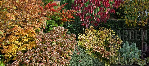 Garden_with_mixed_border_of_mature_shrubs_trees_and_perennials