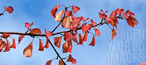 Deciduous_Tree_Prunus_sargentii_cherry_tree_leaves