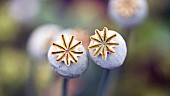 Perennial Papaver somniferum, Opium Poppy seed heads