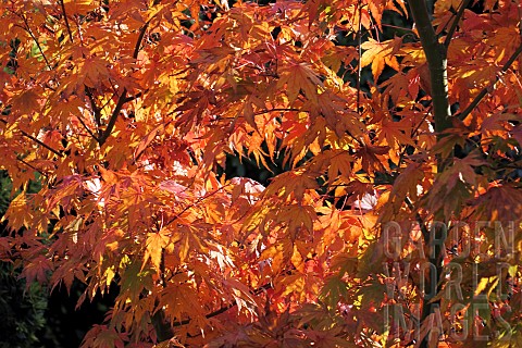 Acer_palmatum_orange_gold_foliage