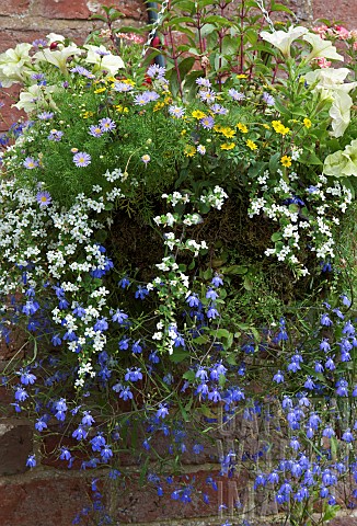Hanging_Basket_of_summer_flowering_annuals