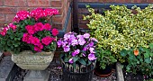 Pelargonums and Busy Lizzies in Ornate container