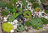 Stone trough with a wide, variety of small alpines planted among cobbles and pebble stones and gravel,
