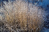 Ornamental perennial grass frosted in Winter