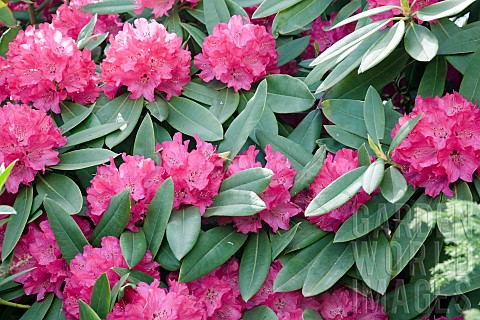 Rhododendron_deep_pink_flowerheads