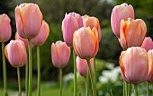 Tulipa Tulips pink-orange