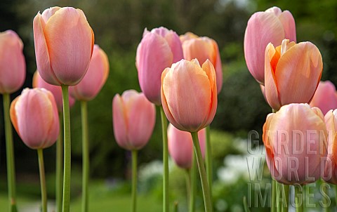 Tulipa_Tulips_pinkorange