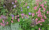 Mixed border of colour themed pink and blue herbaceous perennials at Lilac Cottage (NGS) in summer (July) Staffordshire