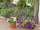 Border of Lavenders gravel path terracotta pots