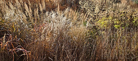 Mixed_border__Ornamental_Grasses