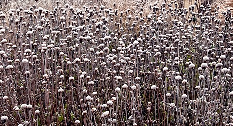 Frosted_borders_of_ornamental_grasses_perennial_stems_leaves_and_seed_heads