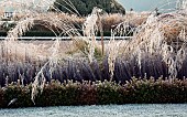 Frosted ornamental grasses