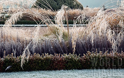 Frosted_ornamental_grasses