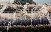 Frosted ornamental grasses