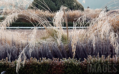 Frosted_ornamental_grasses