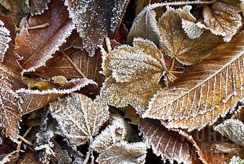 Frosted_fallen_leaves