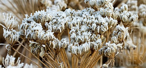 Perennial_seed_heads_with_severe_frost