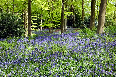 Decidous_Woodland_with_bluebells_and_Beech_Trees